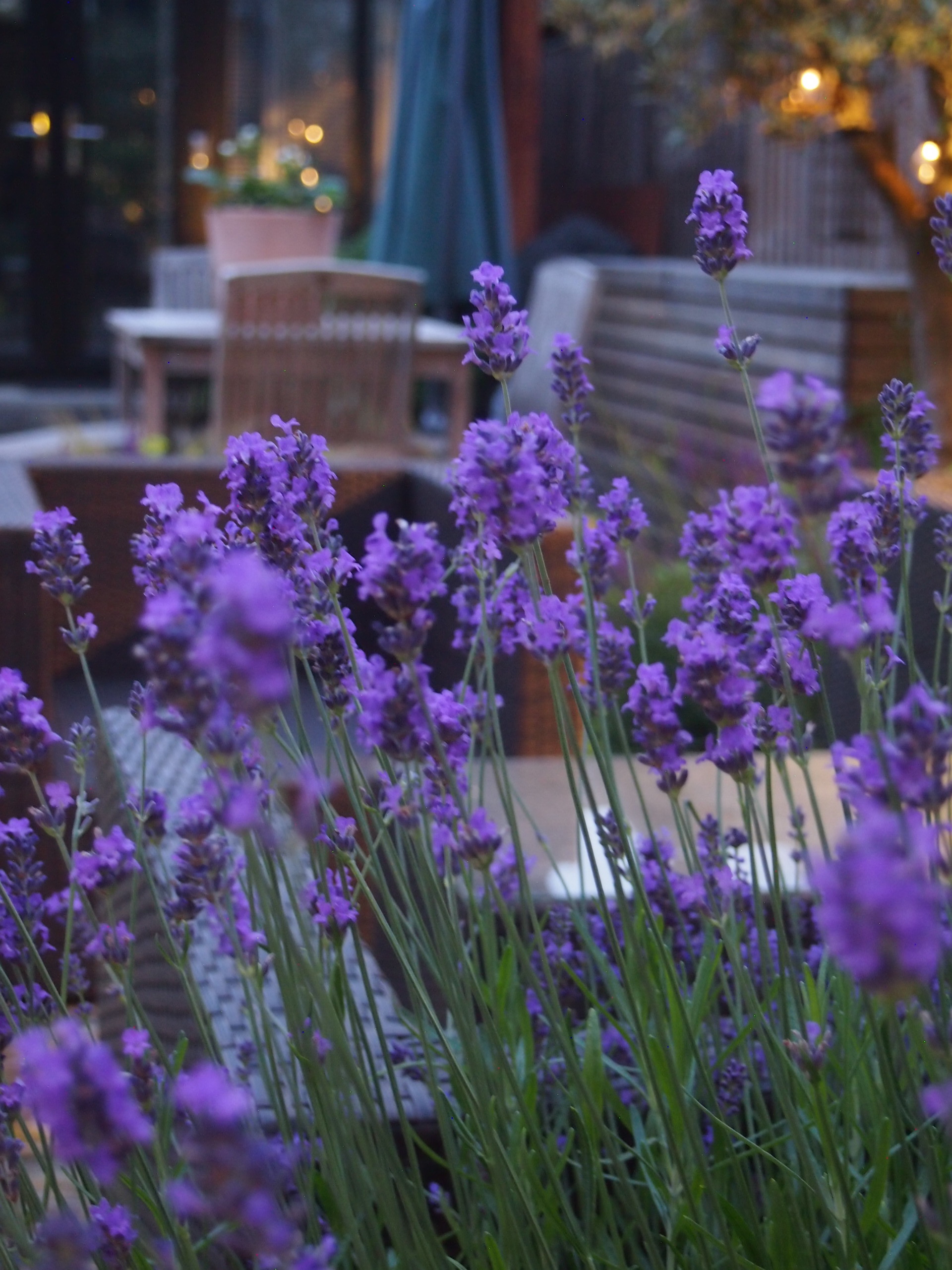 Plants to Enjoy AllYear Round Outdoor Creations